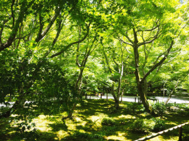新緑の美しい静寂な寺院　左京区「圓光寺」